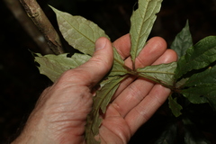 Pittosporum rubiginosum