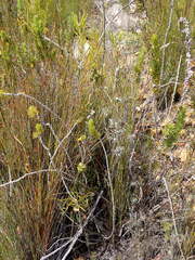 Aspalathus sceptrum-aureum