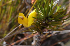 Aspalathus sceptrum-aureum