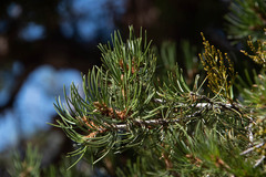 Pinus edulis