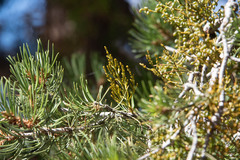 Arceuthobium vaginatum