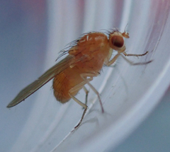 Chyromyidae