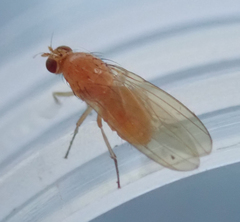 Chyromyidae