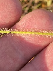 Drosera tracyi