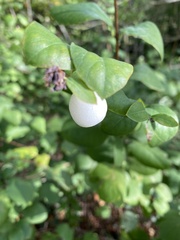 Symphoricarpos albus
