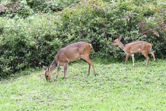 Tragelaphus sylvaticus sylvaticus