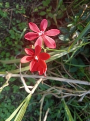 Freesia laxa