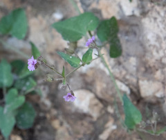 Mirabilis melanotricha