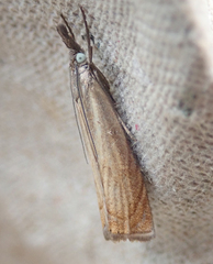 Chrysoteuchia culmella