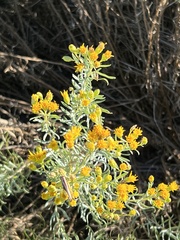 Euthamia gymnospermoides