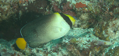 Chaetodontoplus mesoleucus