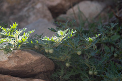 Solanum triflorum