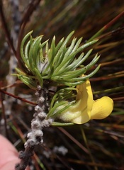 Aspalathus sceptrum-aureum