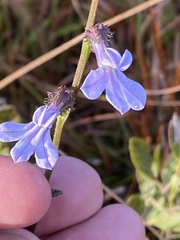 Lobelia brevifolia