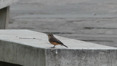 Pyrocephalus rubinus