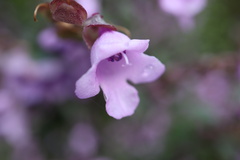 Prostanthera rotundifolia