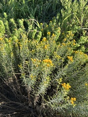 Euthamia gymnospermoides