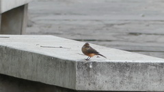 Pyrocephalus rubinus