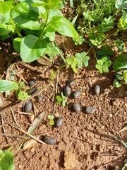 Oryctolagus cuniculus