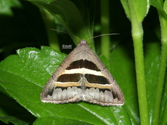 Grammodes geometrica
