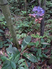 Calanthe masuca