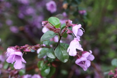 Prostanthera rotundifolia