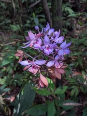 Calanthe masuca