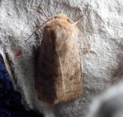 Hoplodrina octogenaria