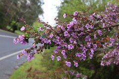 Prostanthera rotundifolia