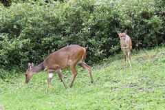 Tragelaphus sylvaticus sylvaticus
