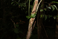 Scaevola enantophylla