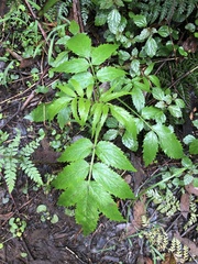 Sambucus gaudichaudiana