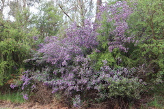Prostanthera rotundifolia