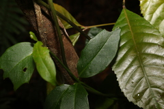 Scaevola enantophylla