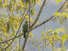 Psilopogon oorti