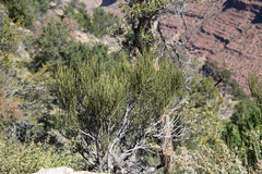 Ephedra viridis