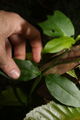 Scaevola enantophylla