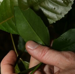 Scaevola enantophylla