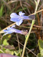 Lobelia brevifolia