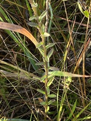Lobelia brevifolia