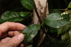 Scaevola enantophylla
