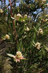 Leucadendron conicum