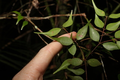 Uromyrtus tenella