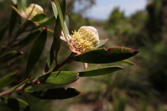 Leucadendron conicum
