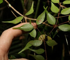 Uromyrtus tenella
