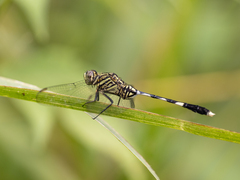 Orthetrum sabina
