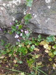 Cymbalaria muralis