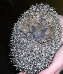 Erinaceus europaeus