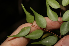 Uromyrtus tenella