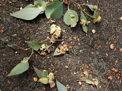 Eucalyptus polyanthemos